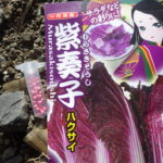 2018/08/18 【紫奏子】という紫色の白菜の栽培に挑戦してみた