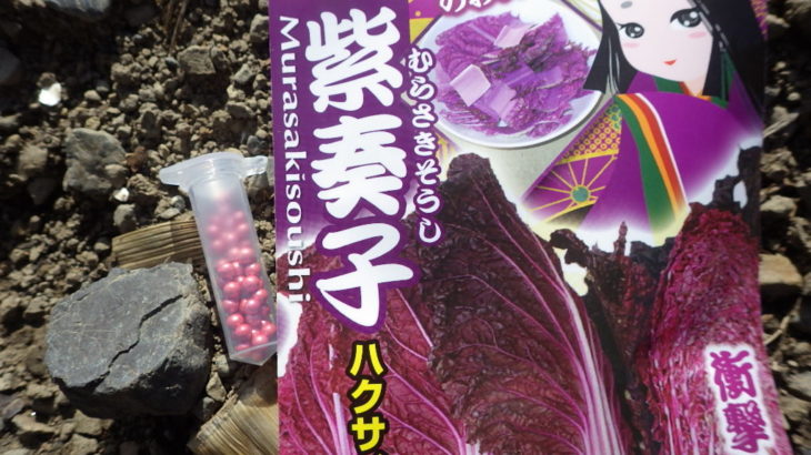 2018/08/18 【紫奏子】という紫色の白菜の栽培に挑戦してみた
